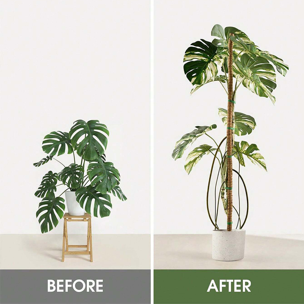 植物用モスポール モンステラ植物用支柱 室内植物用クライミン - Gardening Tools Kids のレビューと価格